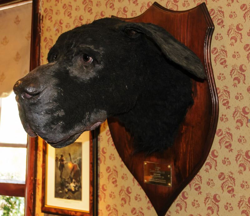 Собака Баскервилей